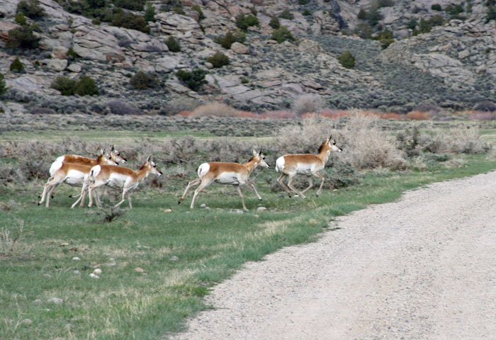 antelope 3
