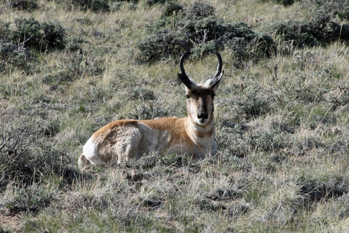 antelope 6