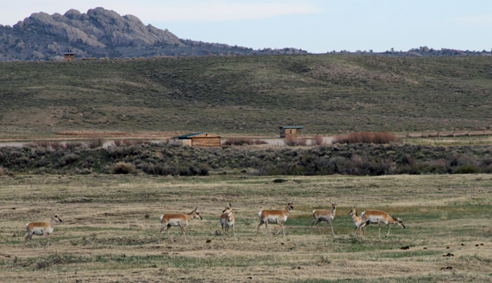 antelope 1