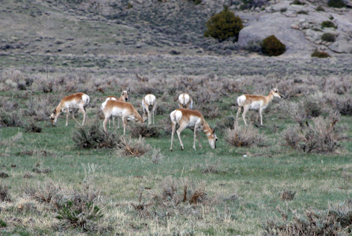 antelope 2