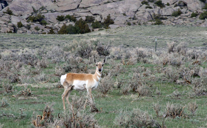 antelope 4