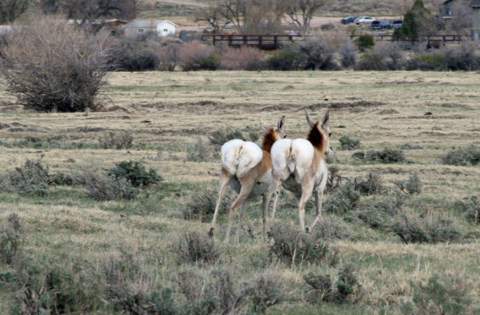 antelope 5