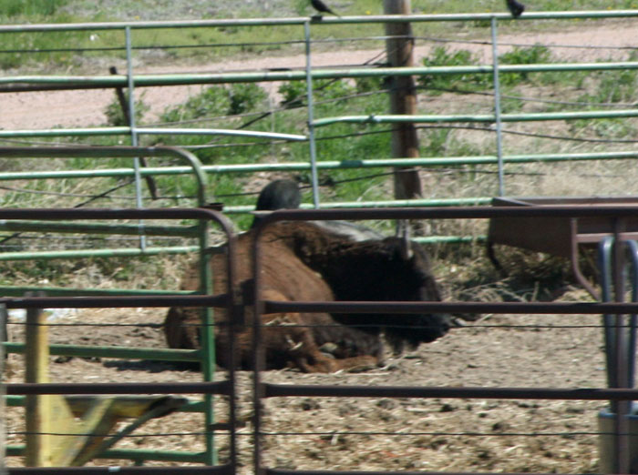 buffalo