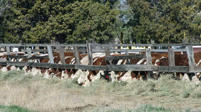 cows