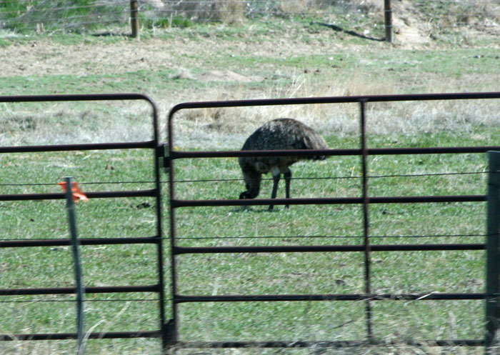 emu