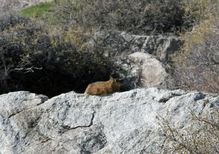 muskrat