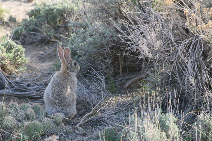 rabbit 1