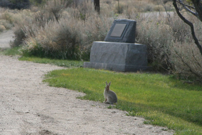 rabbit 3