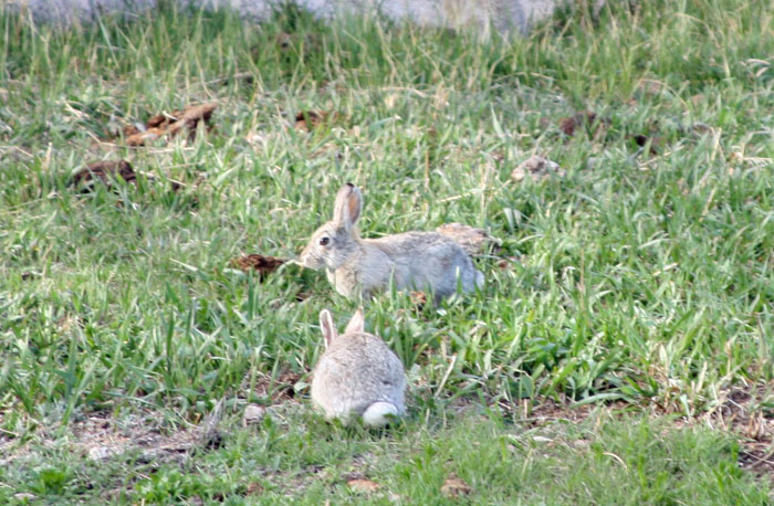 rabbit 2